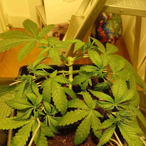 Tropicana banana  growlog timeline photo