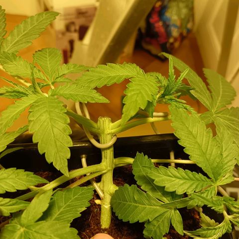 Tropicana banana  growlog timeline photo