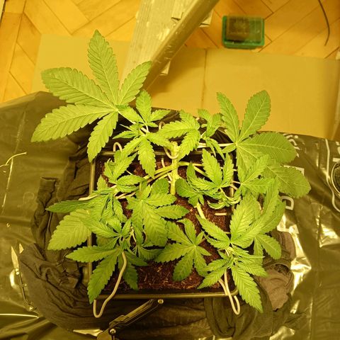 Tropicana banana  growlog timeline photo
