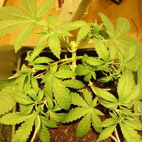 Tropicana banana  growlog timeline photo