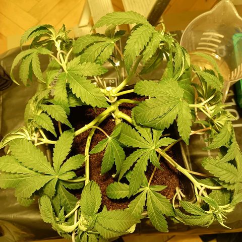 Tropicana banana  growlog timeline photo