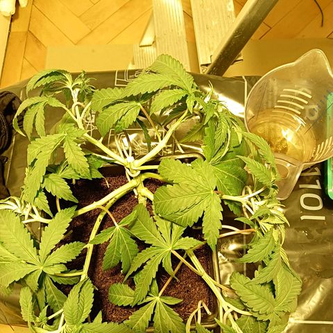 Tropicana banana  growlog timeline photo