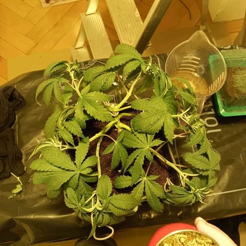Tropicana banana  growlog timeline photo