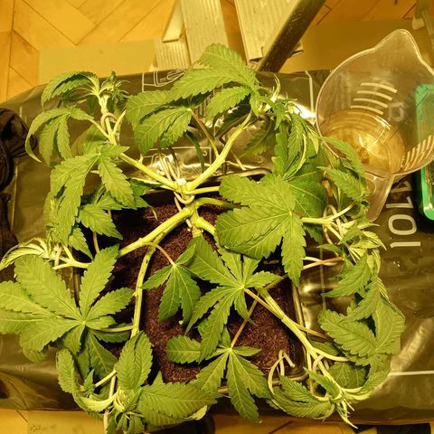 Tropicana banana  growlog timeline photo