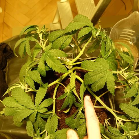 Tropicana banana  growlog timeline photo