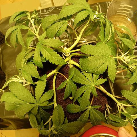 Tropicana banana  growlog timeline photo