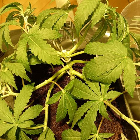 Tropicana banana  growlog timeline photo