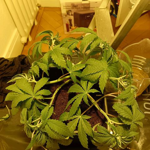 Tropicana banana  growlog timeline photo