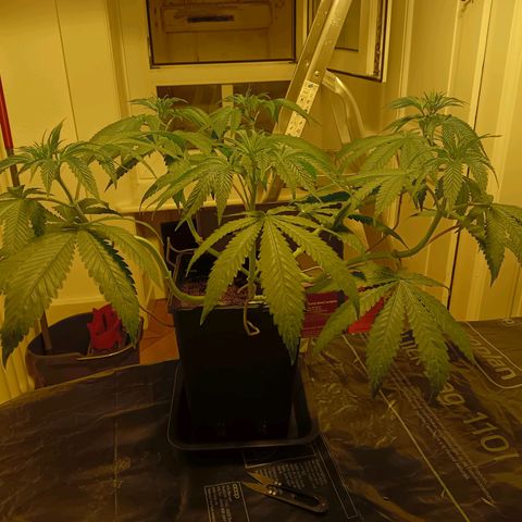 Tropicana banana  growlog timeline photo