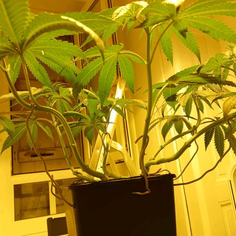 Tropicana banana  growlog timeline photo