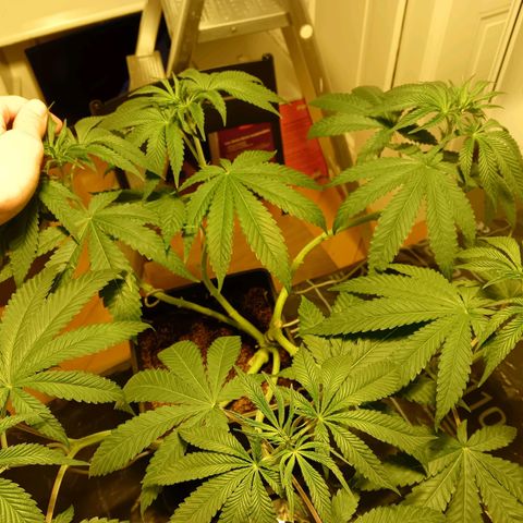 Tropicana banana  growlog timeline photo
