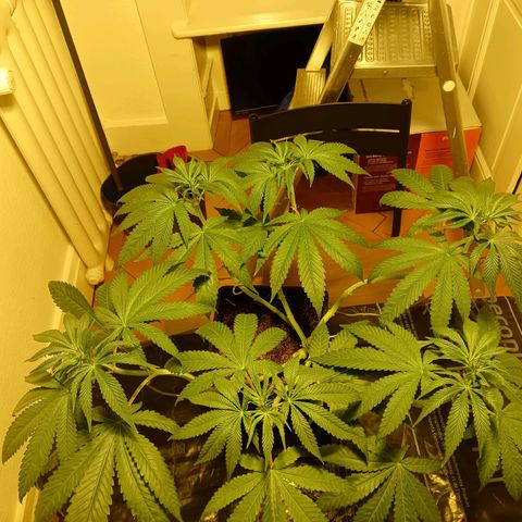 Tropicana banana  growlog timeline photo