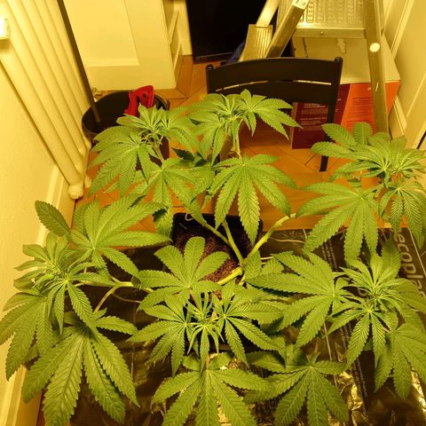 Tropicana banana  growlog timeline photo