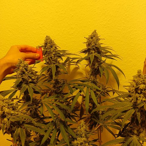 Tropicana banana  growlog photo: Plus que quelques jours avant la récolte