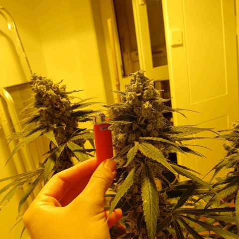 Tropicana banana  growlog photo: Plus que quelques jours avant la récolte