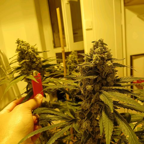 Tropicana banana  growlog photo: Plus que quelques jours avant la récolte