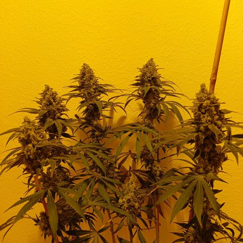 Tropicana banana  growlog photo: Plus que quelques jours avant la récolte