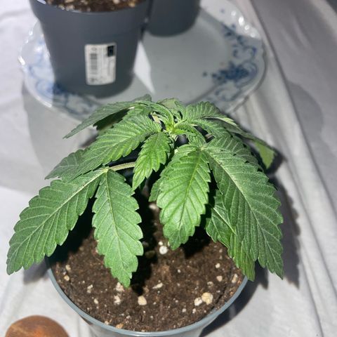 runtz growlog timeline photo