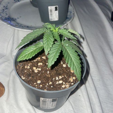 wedding cake growlog timeline photo