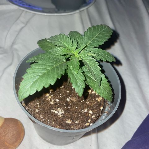 pink kush growlog timeline photo