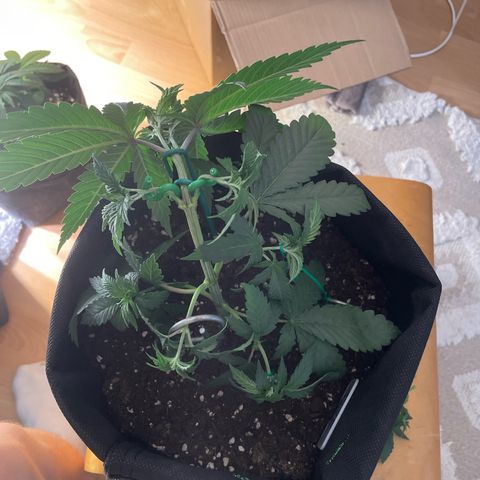 pink kush growlog timeline photo