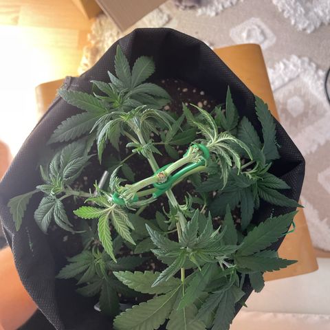 runtz growlog timeline photo