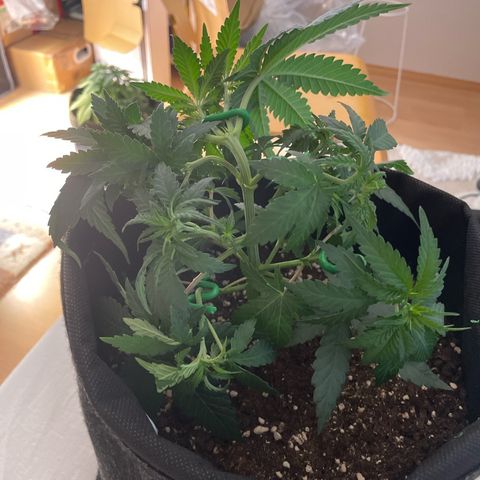 wedding cake growlog timeline photo