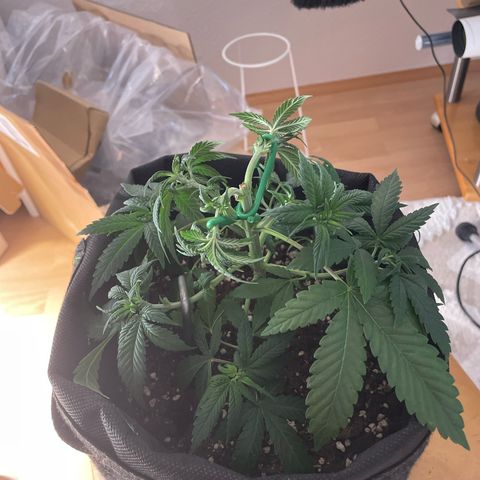 runtz growlog timeline photo