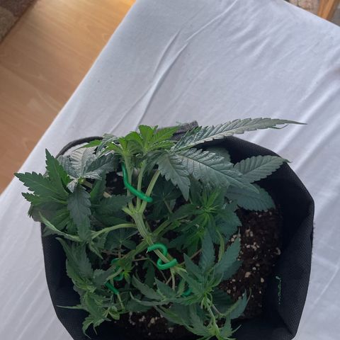 wedding cake growlog timeline photo