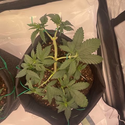 pink kush growlog timeline photo