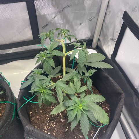 pink kush growlog timeline photo