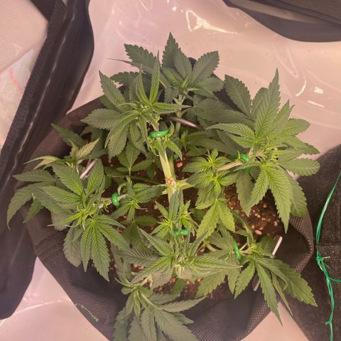runtz growlog timeline photo