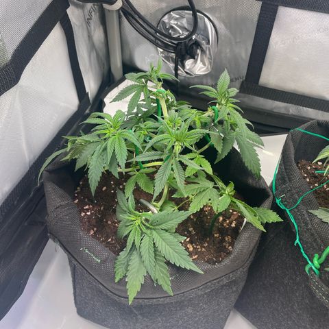 runtz growlog timeline photo