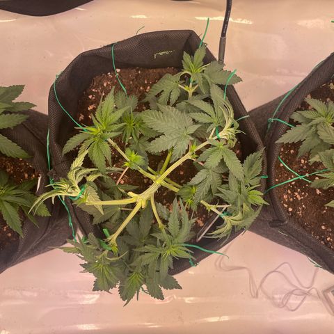wedding cake growlog timeline photo