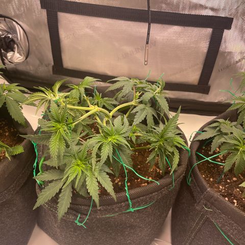 wedding cake growlog timeline photo