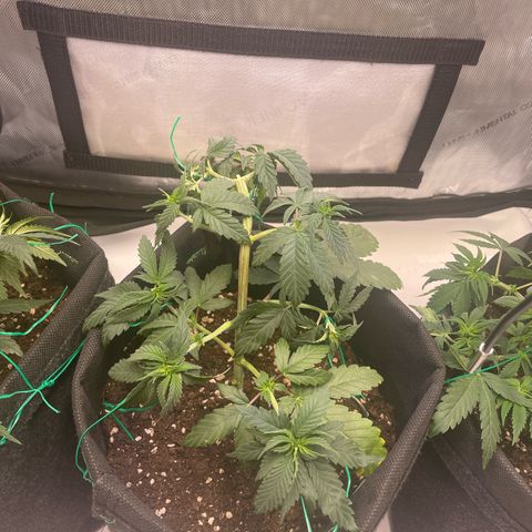 pink kush growlog timeline photo