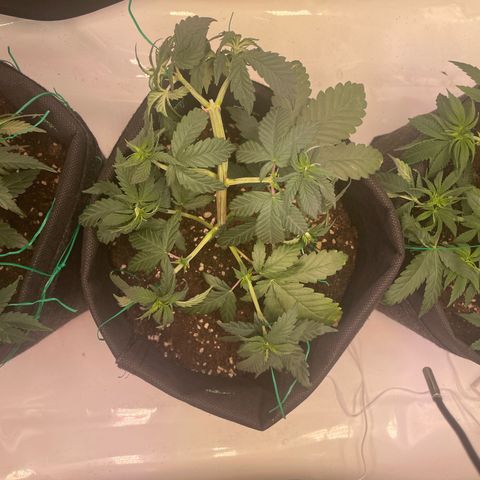 pink kush growlog timeline photo