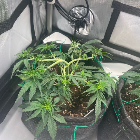 wedding cake growlog timeline photo