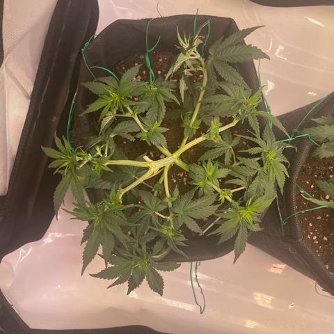 wedding cake growlog timeline photo