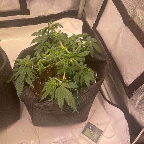 runtz growlog timeline photo