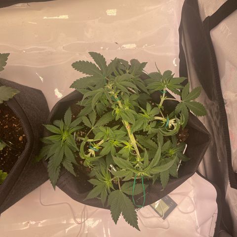 runtz growlog timeline photo
