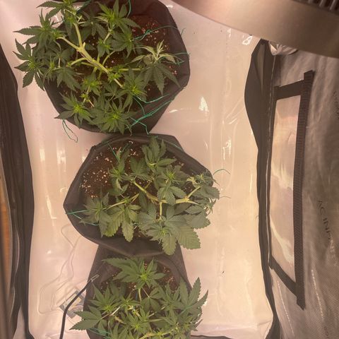 pink kush growlog timeline photo