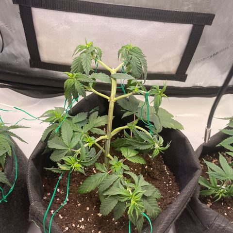 pink kush growlog timeline photo