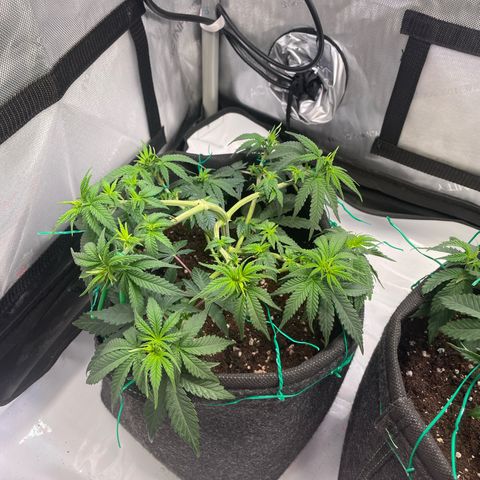 wedding cake growlog timeline photo