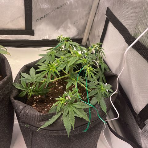 runtz growlog timeline photo