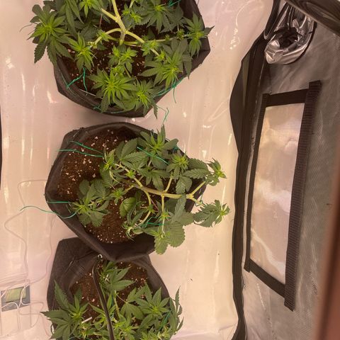 pink kush growlog timeline photo