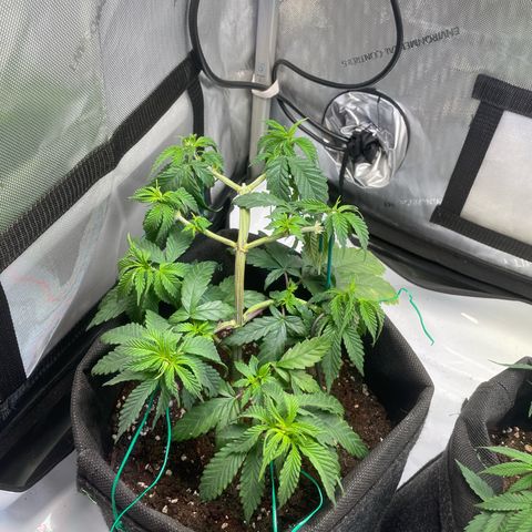 pink kush growlog timeline photo