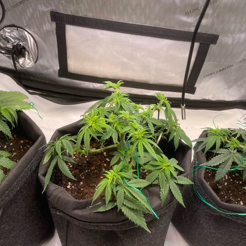 runtz growlog timeline photo