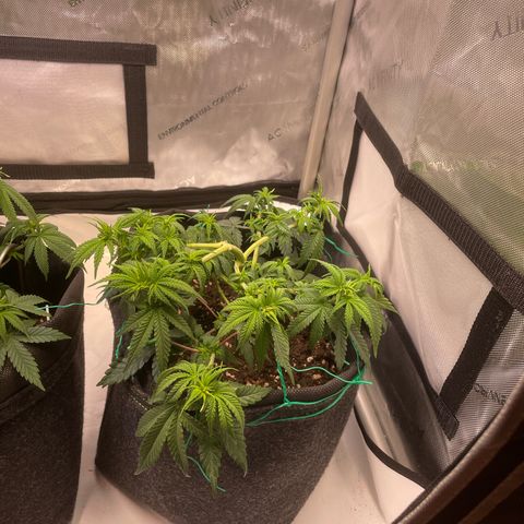 wedding cake growlog timeline photo