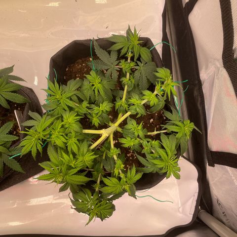 wedding cake growlog timeline photo